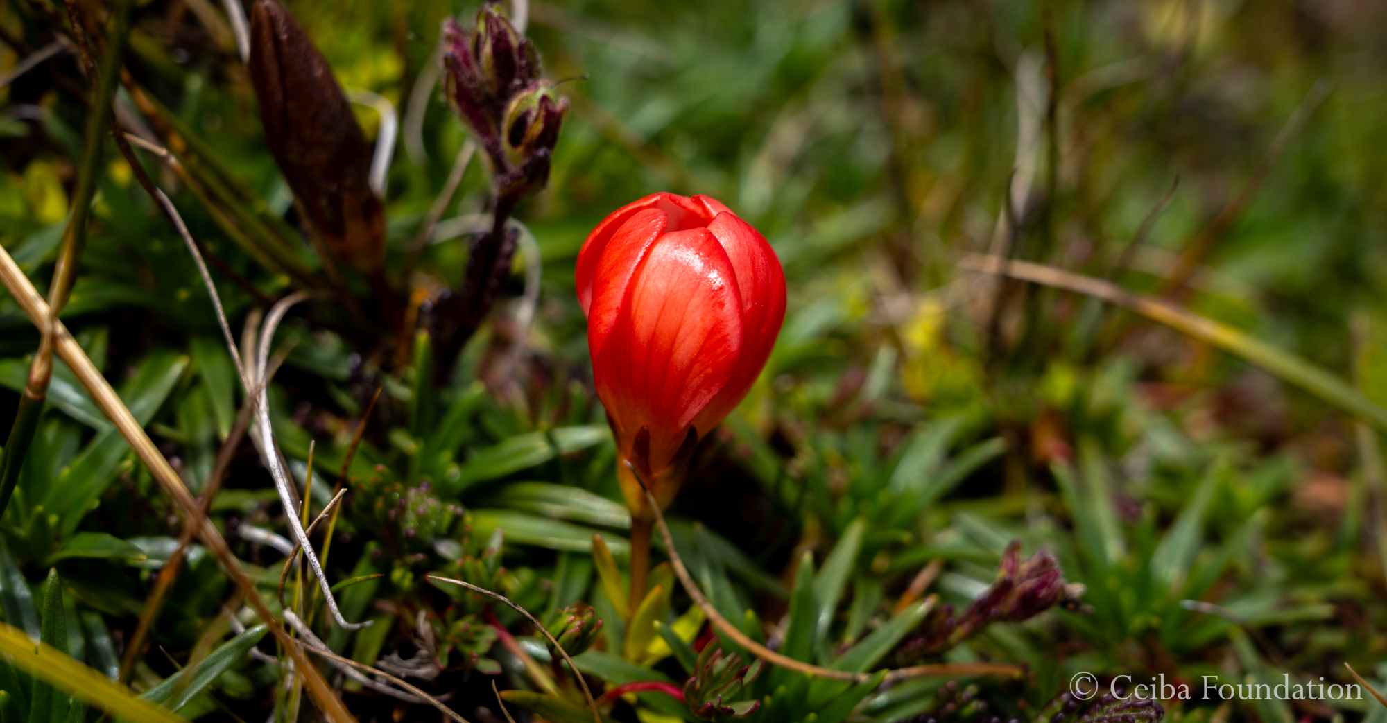 Gentianella rupicola